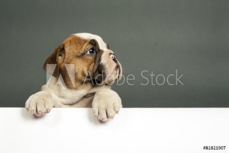 Bild på English  bulldog puppy